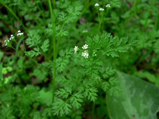 {Chaerophyllum tainturieri}